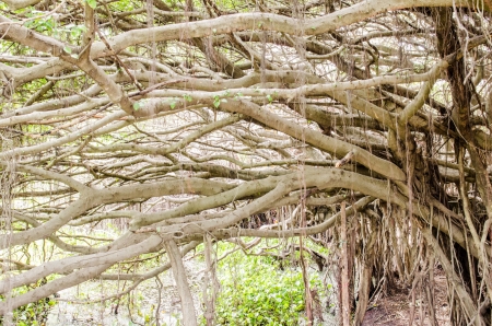 Banyan tree at Sai-Ngarm public park, Thailand.の写真素材