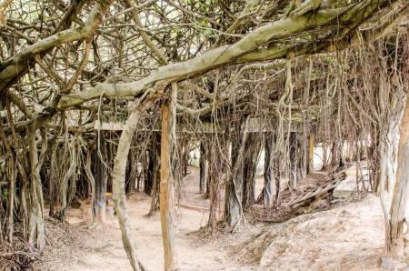 Banyan tree at Sai-Ngarm public park, Thailand.の写真素材