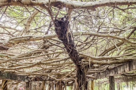 Banyan tree at Sai-Ngarm public park, Thailand.の写真素材
