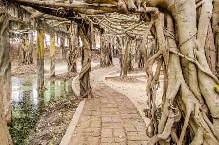 Walk way under banyan tree at Sai-Ngarm public park, Thailand.の写真素材