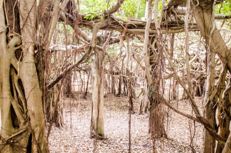 Root of banyan tree at Sai-Ngarm public park, Thailand.の写真素材