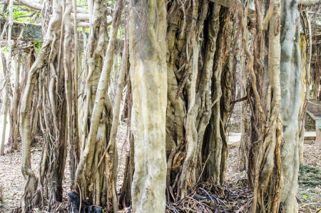 Root of banyan tree at Sai-Ngarm public park, Thailand.の写真素材