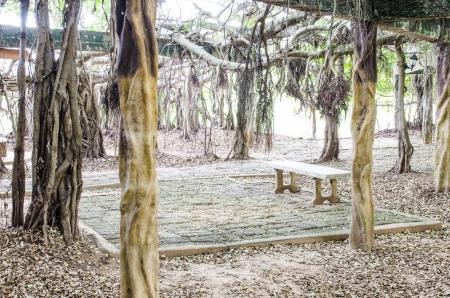 Thai style bench under banyan tree at Sai-Ngarm public park, Thailand.の写真素材