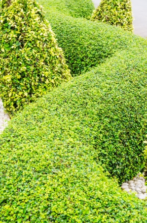 Thai style garden, Thailand.の写真素材