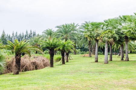 Thai style garden, Thailand.の写真素材