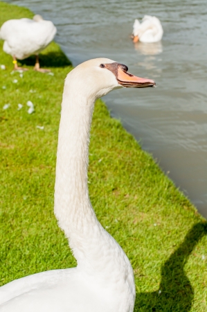 White swan in public park, Thailandの写真素材