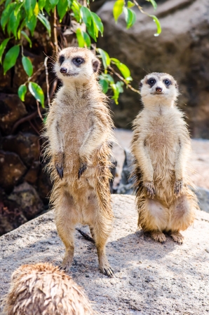 Two meerkats standing, Thailandの写真素材