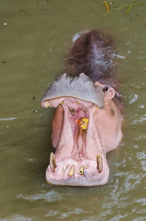 Close up of hippopotamus, Thailandの写真素材