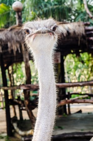 Close up of ostrich, Thailandの写真素材