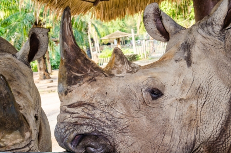 Portrait of Rhinoceros, Thailandの写真素材
