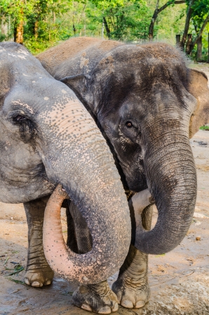 Portrait of Asiatic Elephant, Thailand.の写真素材