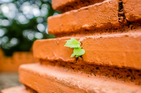 Small Bodhi tree in orange brick wall, Thailandの写真素材