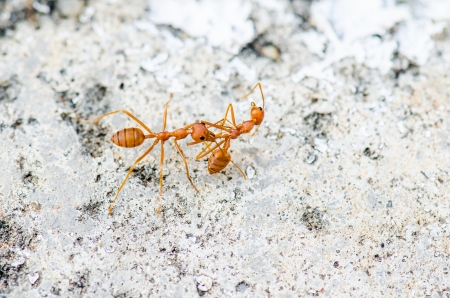 Ant in nature, Thailand