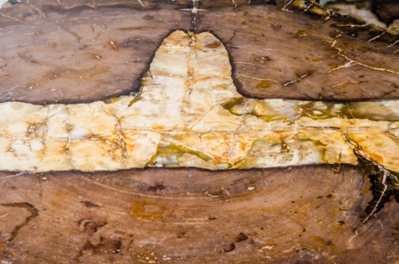 Brown petrified wood, Thailandの写真素材