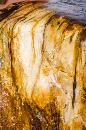 Brown petrified wood, Thailand