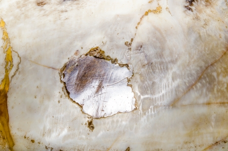 Background of beautiful petrified wood, Thailandの写真素材