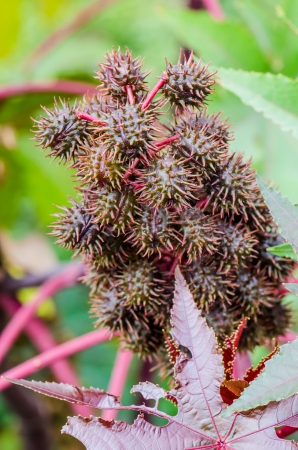 Young orange fruits in nature, Thailandの写真素材