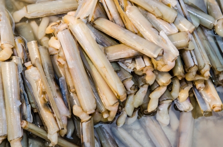 Razor clam at fresh market, Thailandの写真素材