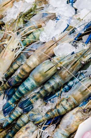 Fresh shrimp at seafood market, Thailandの写真素材