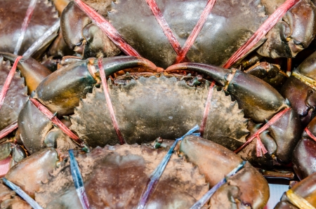 Fresh crab at the seafood market, Thailandの写真素材
