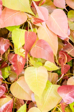 Close up of young bo leaf, Thailandの写真素材