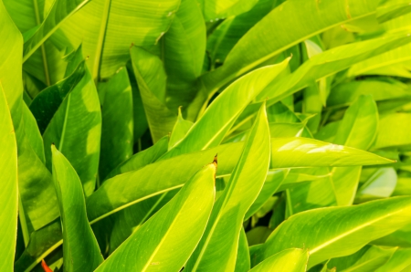 Green leaf background, Thailandの写真素材