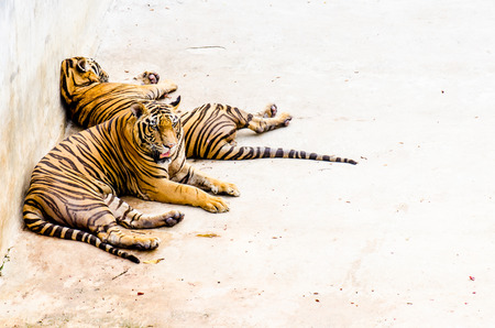 Tigers in the zoo, Thailand