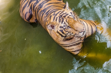 Tiger in the water, Thailandの写真素材