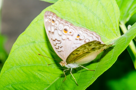 Grey butterfly with green leaf, Thailandの写真素材