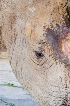 Eye of white rhinoceros, Thailandの写真素材