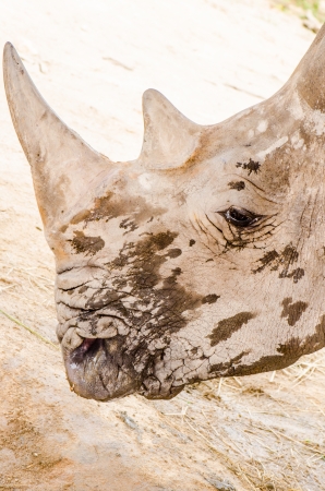 Face of white rhinoceros, Thailandの写真素材