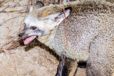 Portrait of Bat-Eared Fox, Thailand