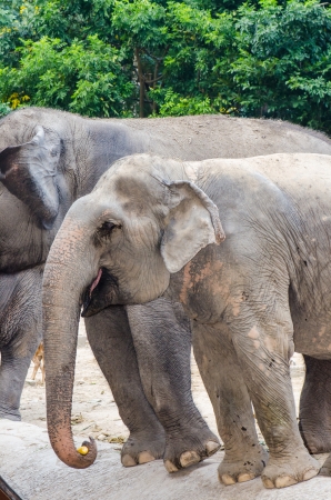 Asiatic elephant, Thailandの写真素材