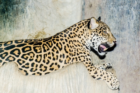 Portrait of Jaguar, Thailandの写真素材