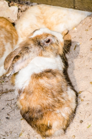Close up of rabbit, Thailandの写真素材