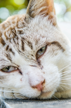 Face of Thai white cat, Thailandの写真素材