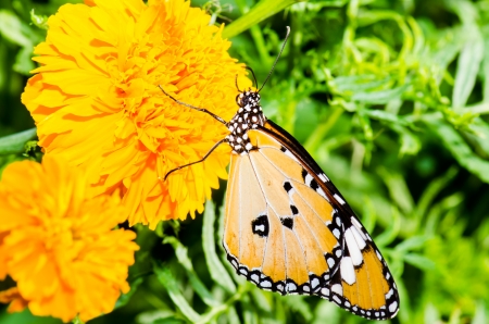 Butterfly on flower in public park, Thailandの写真素材