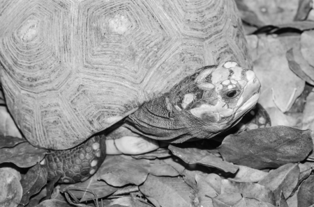 Red-footed Tortoise in nature, Thailandの写真素材