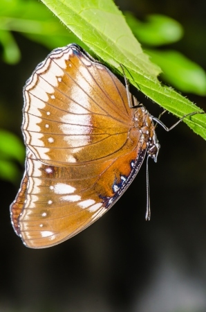 Beautiful brown butterfly on green leaf, Thailand.の写真素材