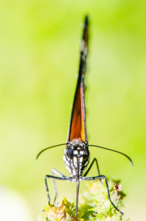 Beautiful butterfly on flower in public park, Thailand.の写真素材