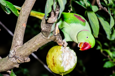 Green Parrot on Branch, Thailandの写真素材