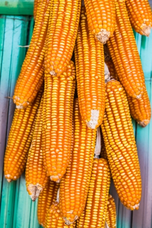 Group of dry corn, Thailandの写真素材