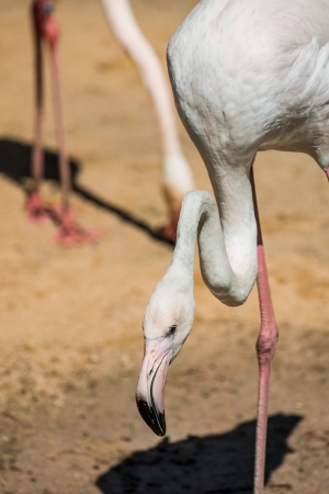 Head of flamingo, Thailandの写真素材