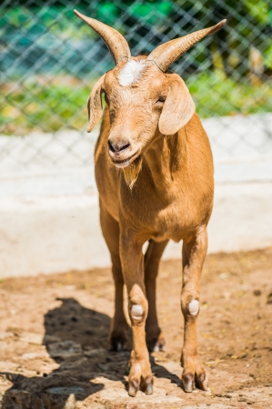 Portrait of Brown Domestic Goatの写真素材