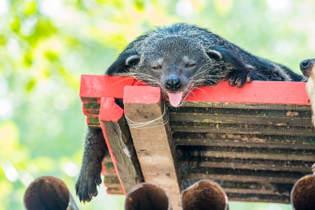Portrait of binturong, Thailandの写真素材
