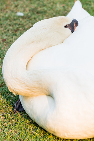 Portrait of white swan, Thailandの写真素材