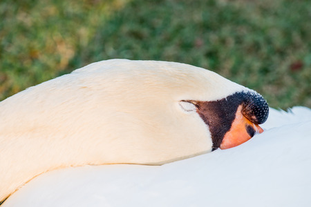 Portrait of white swan, Thailandの写真素材