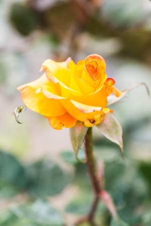 Close up of yellow roseの写真素材