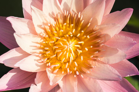 Pink lotus flower in water pond, Thailandの写真素材