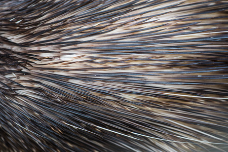 Skin of Bush-Tailed Porcupine, Thailandの写真素材